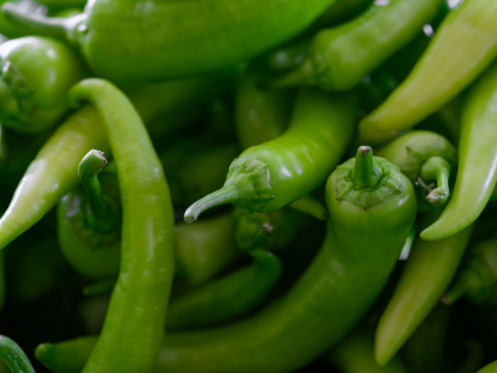 🌶️ 손질