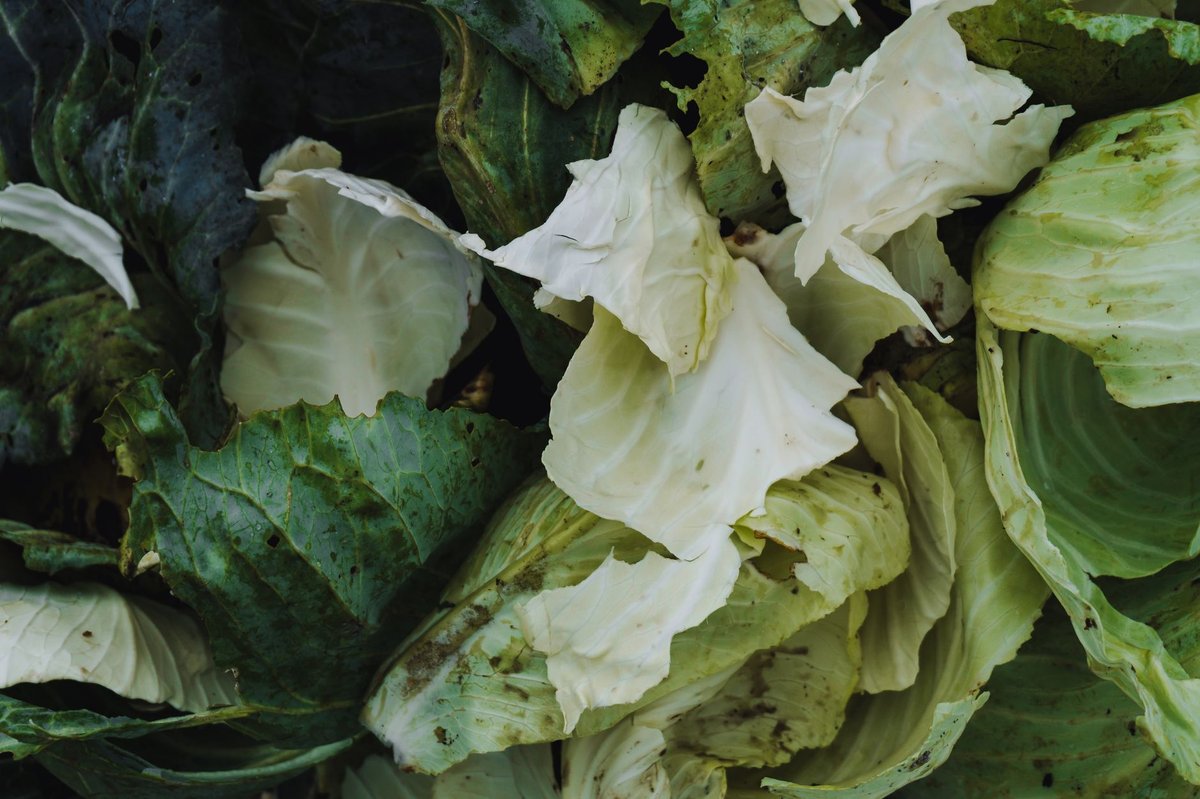 🥬 손질