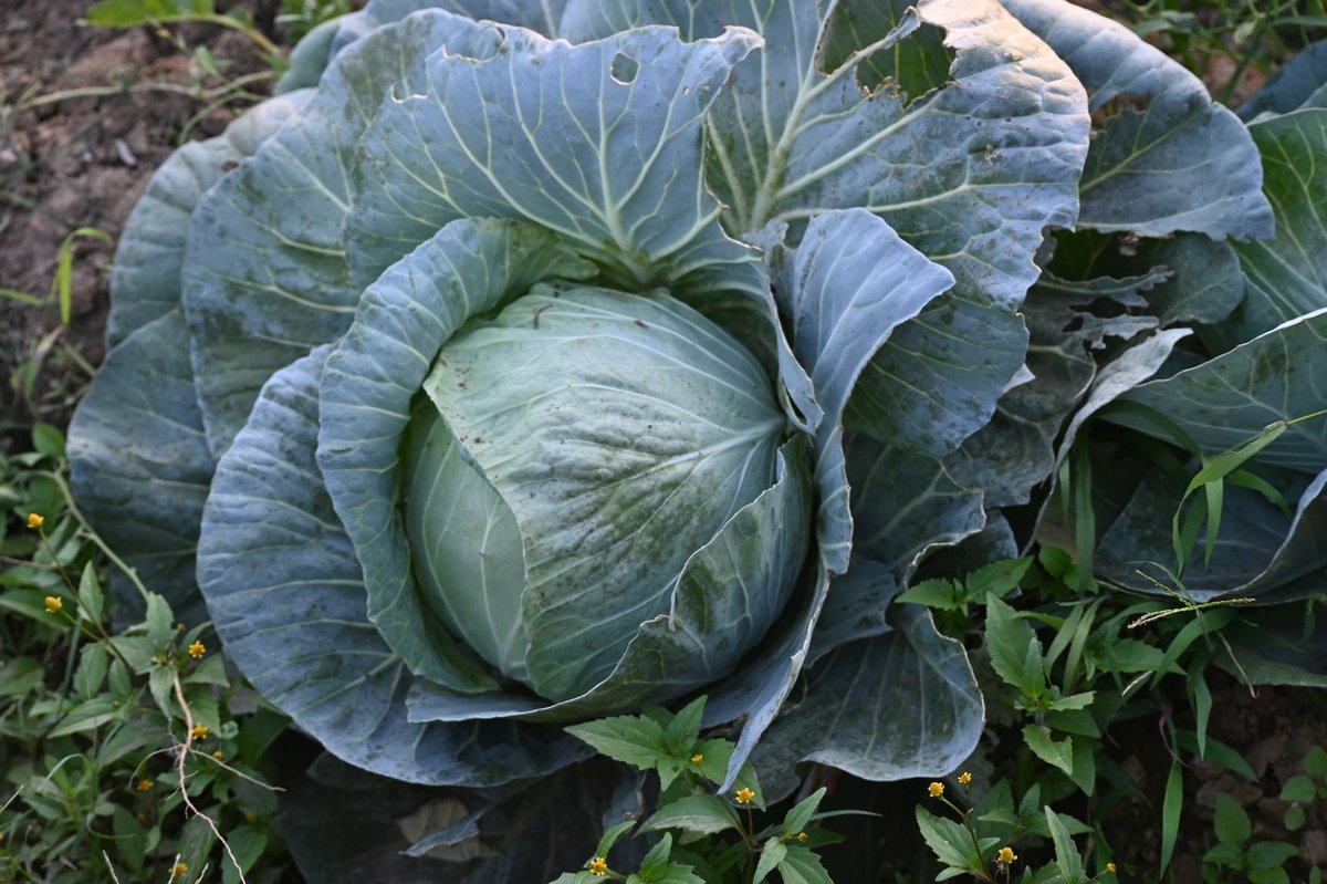 🥬 준비