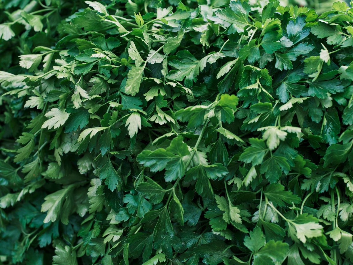 🌿 다듬기