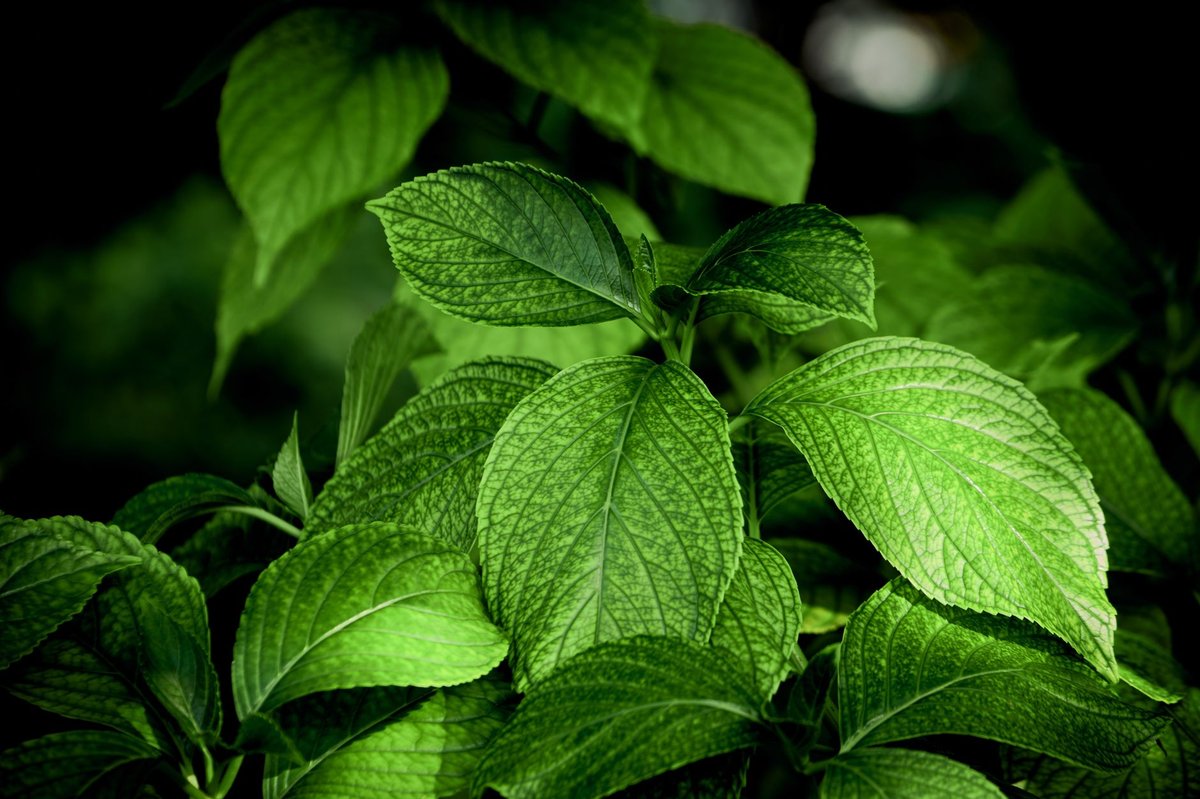 🌿 깻잎 준비