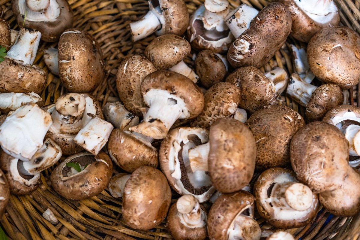 🍄 버섯
