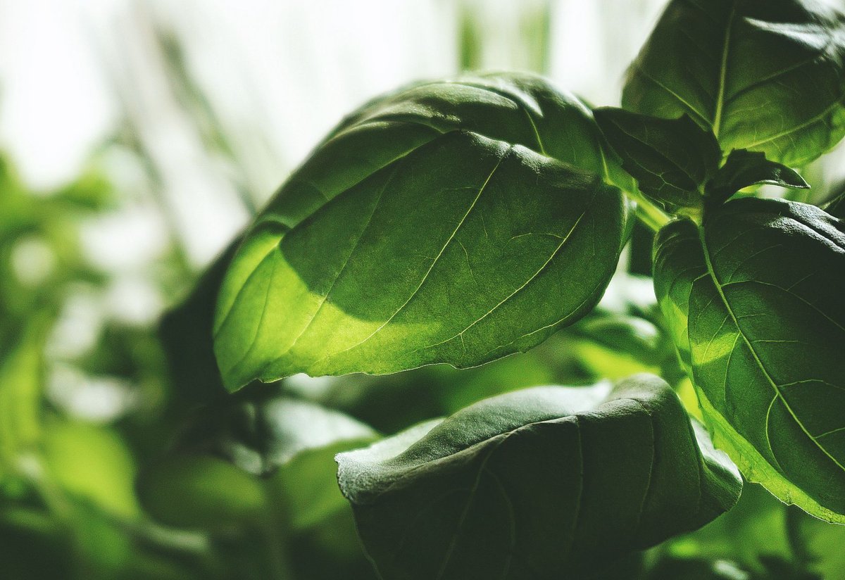 🌿 손질
