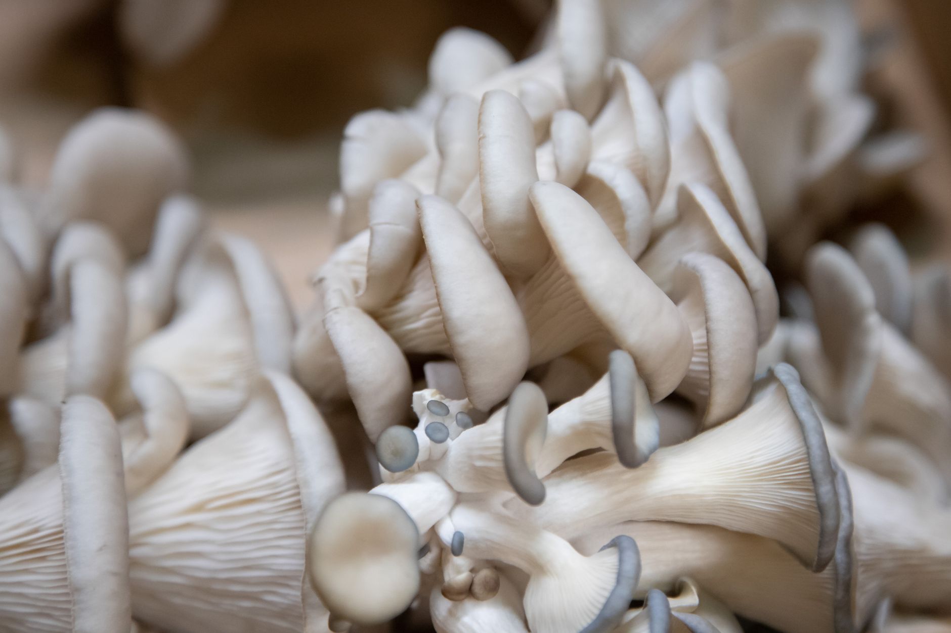 🍄 손질