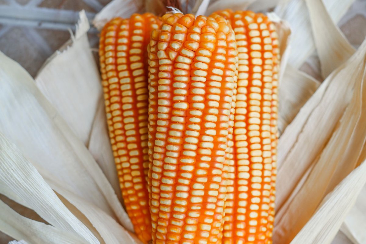 🌽 옥수수 준비