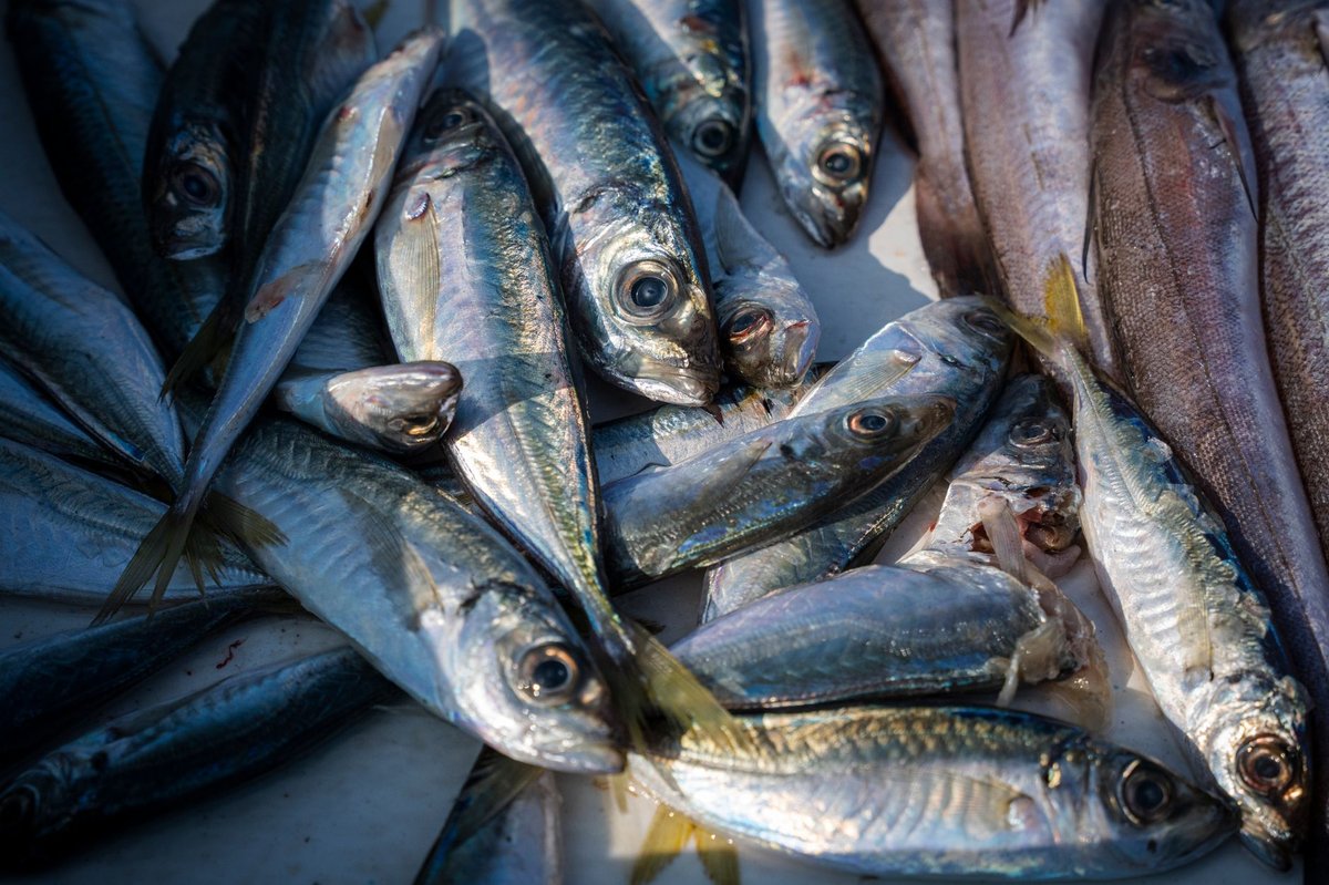 🐟 손질