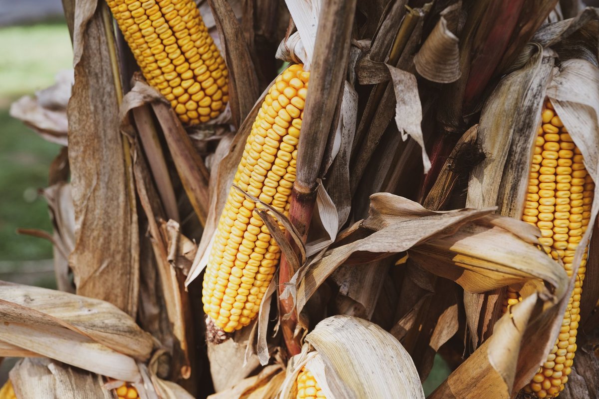 🌽 옥수수 삶기