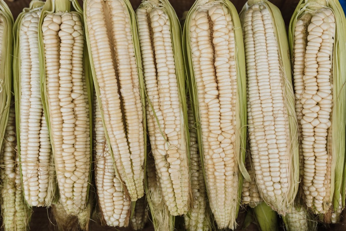 🌽 고르기&middot;손질