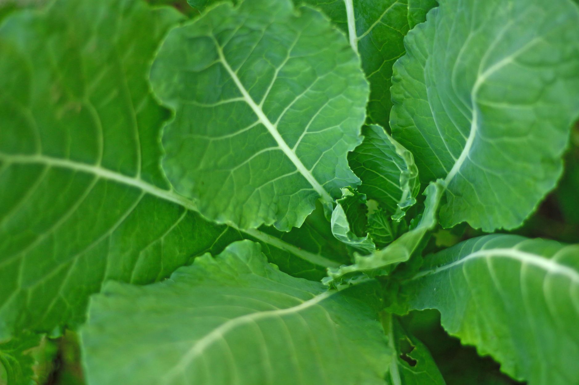 🥬 데치기