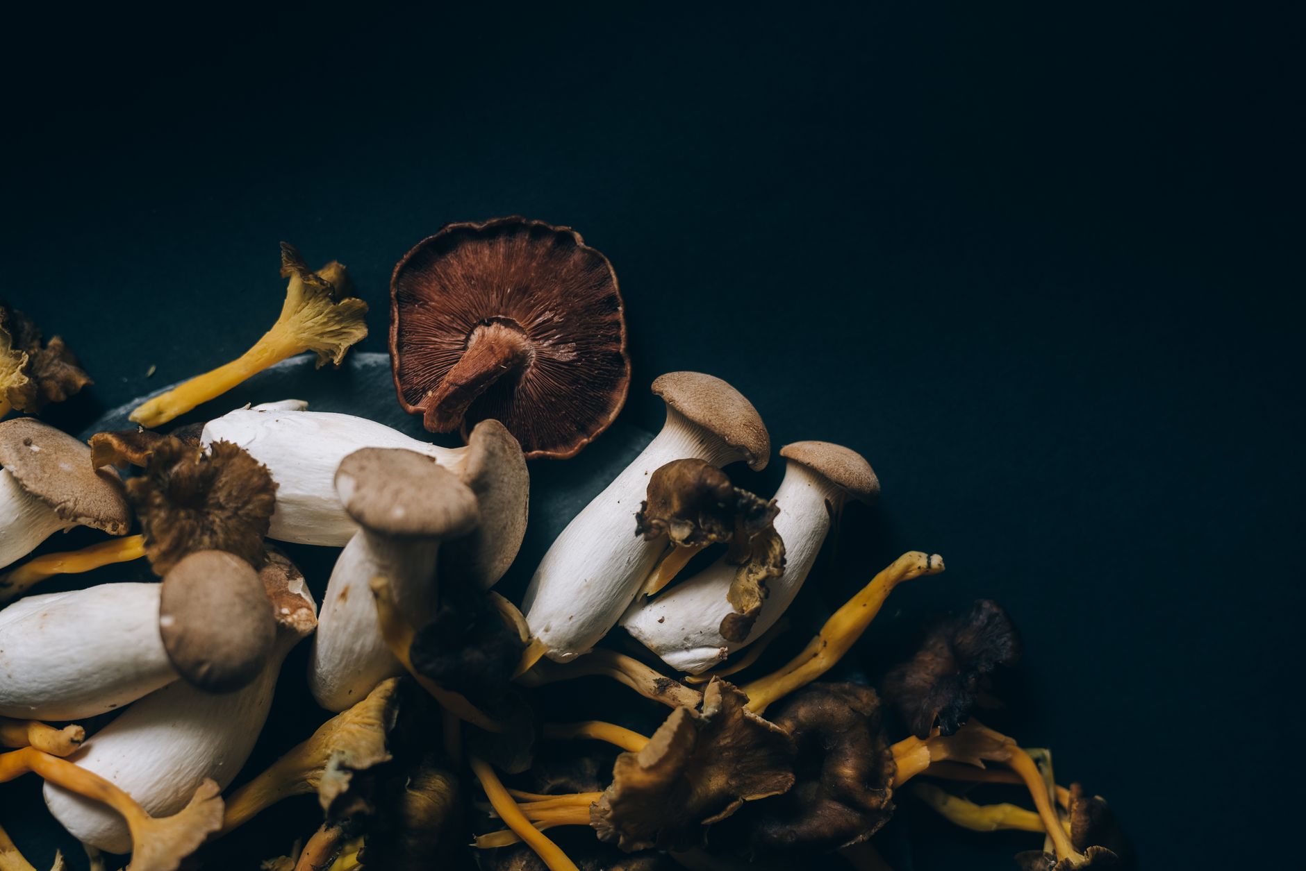 🍄 준비