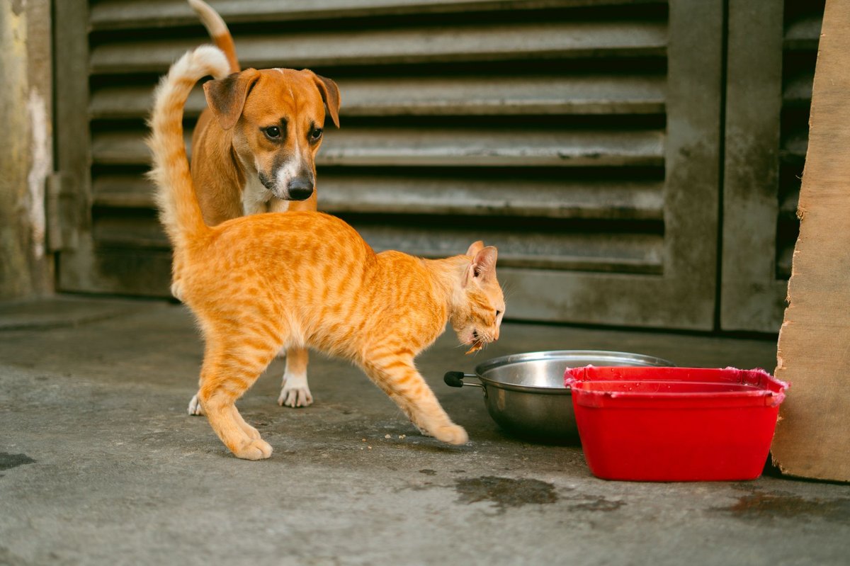 🐾 산책&middot;환경