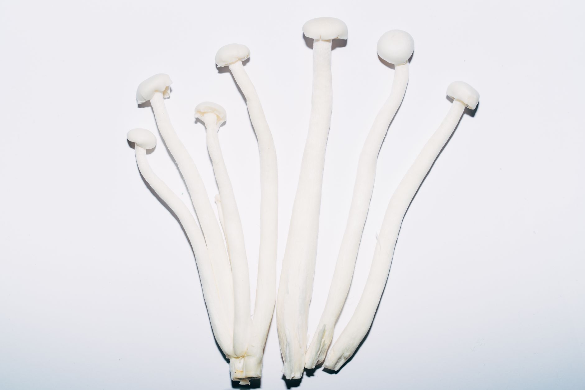 🍄 준비