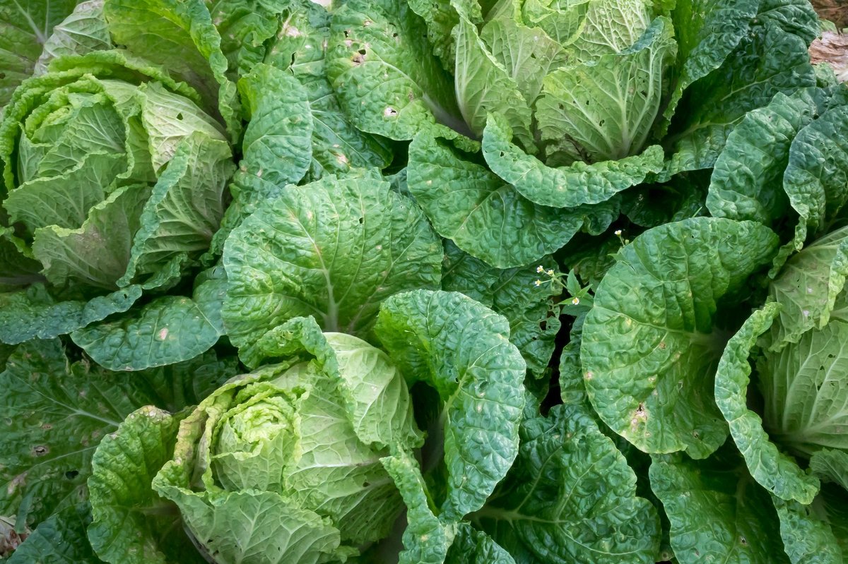 🥬 손질