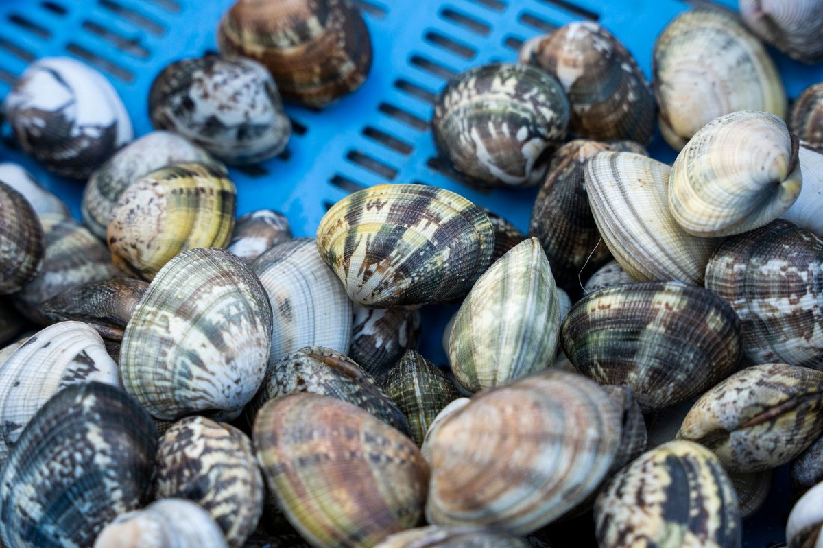 🐚 해감
