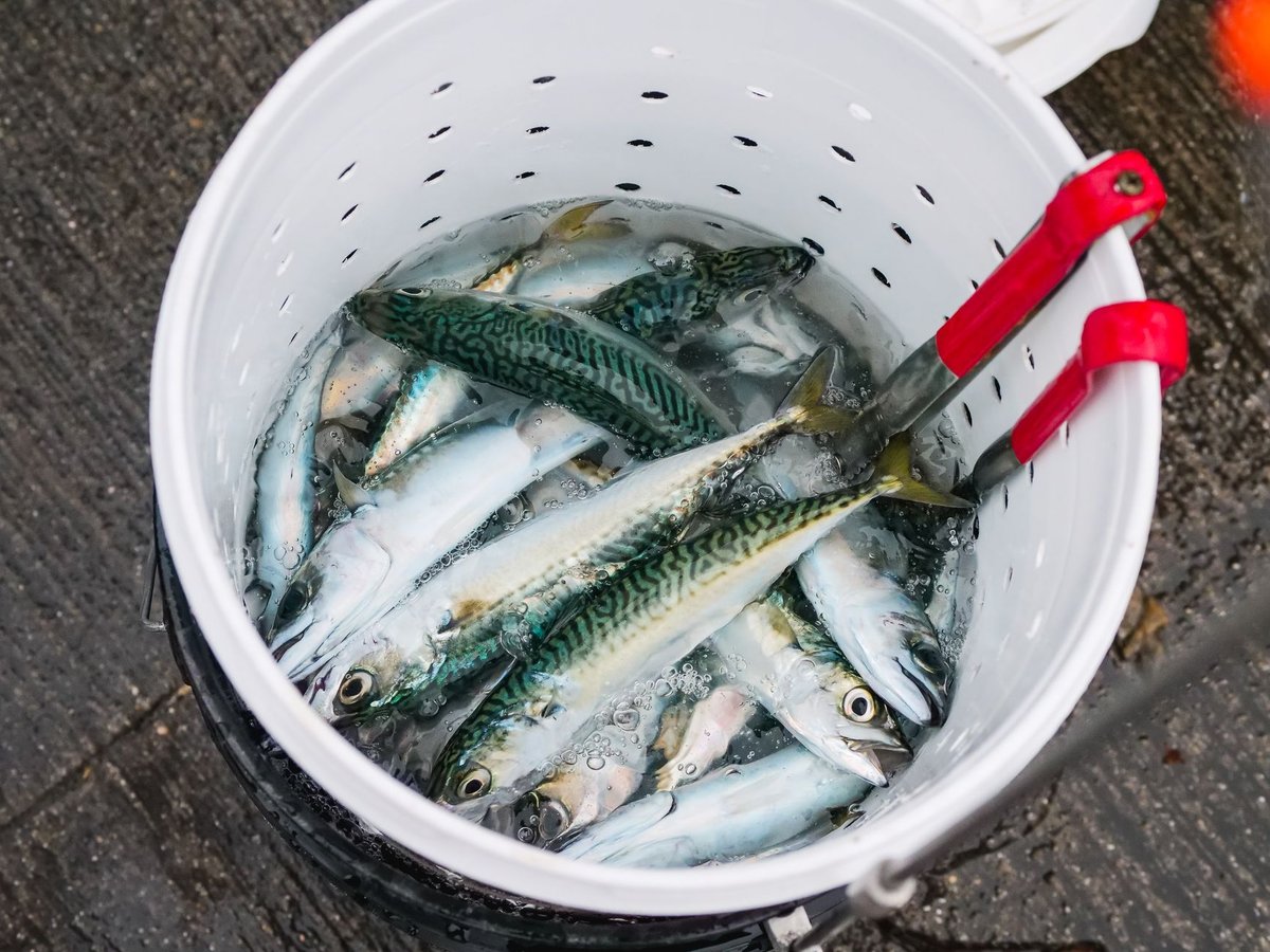 🐟 손질&middot;비린내 잡기