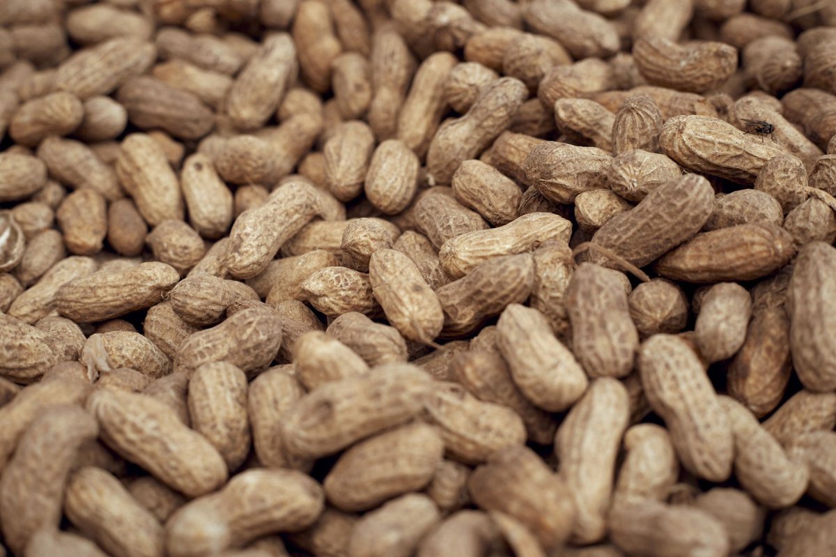 🥜 삶기