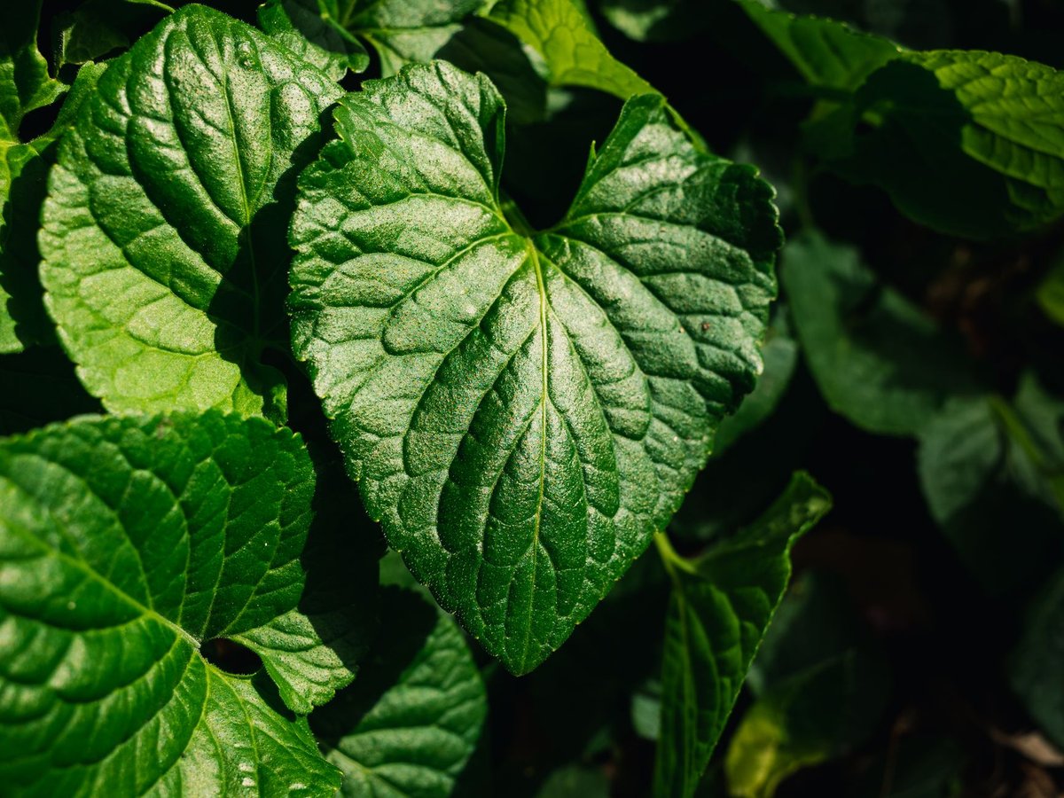 🌿 재료·손질