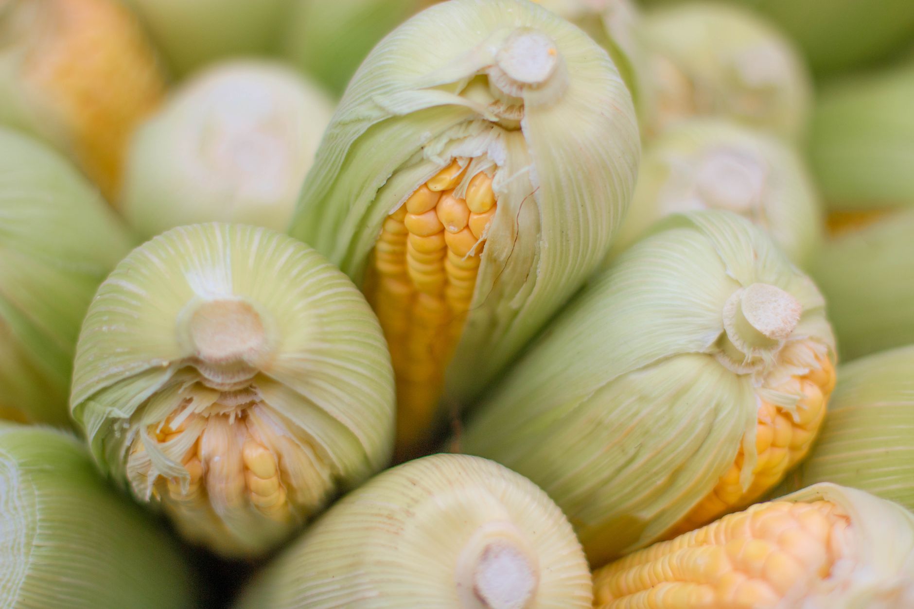 🌽 익히기