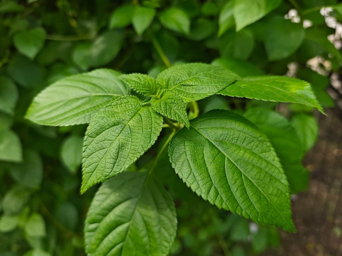 🌿 재료&middot;손질