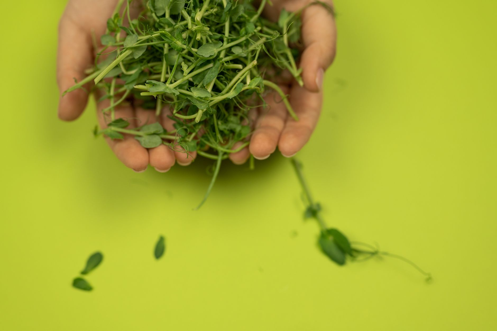 🌱 손질
