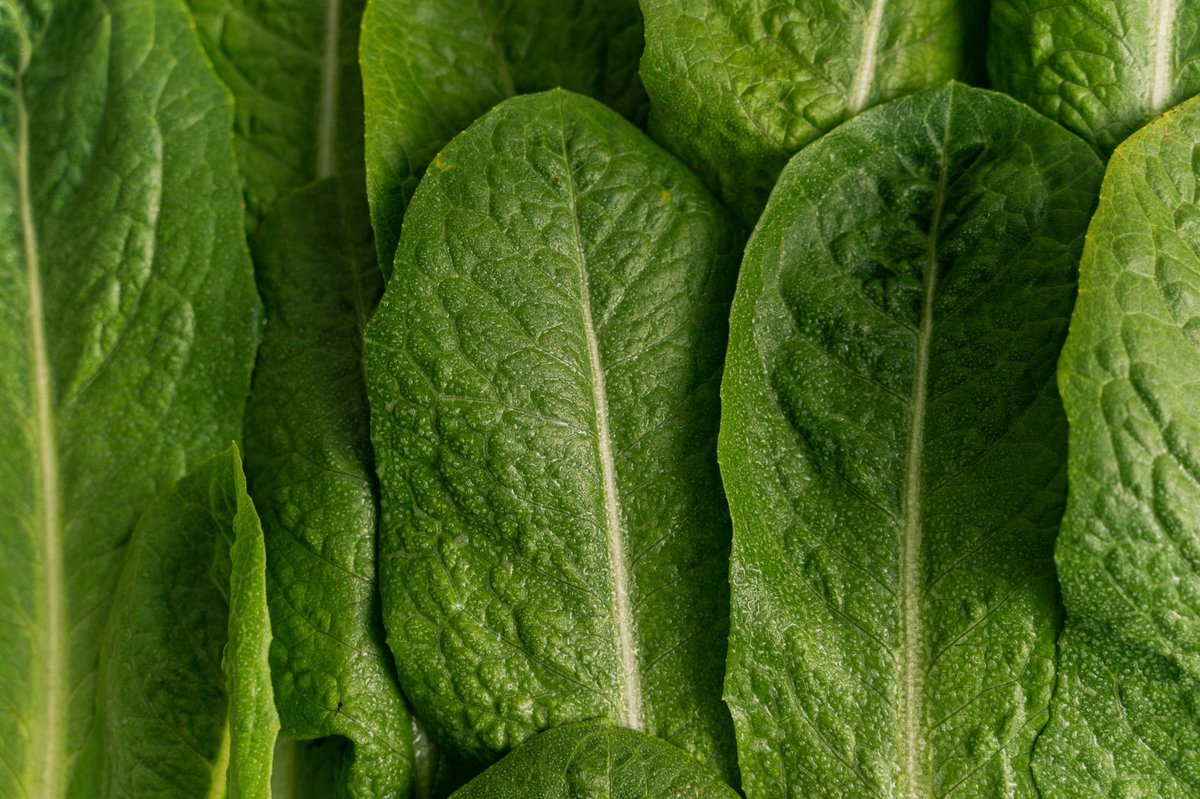 🌿 손질